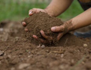 Gardening basics, preparing soil for gardening, picking up soil with two hands