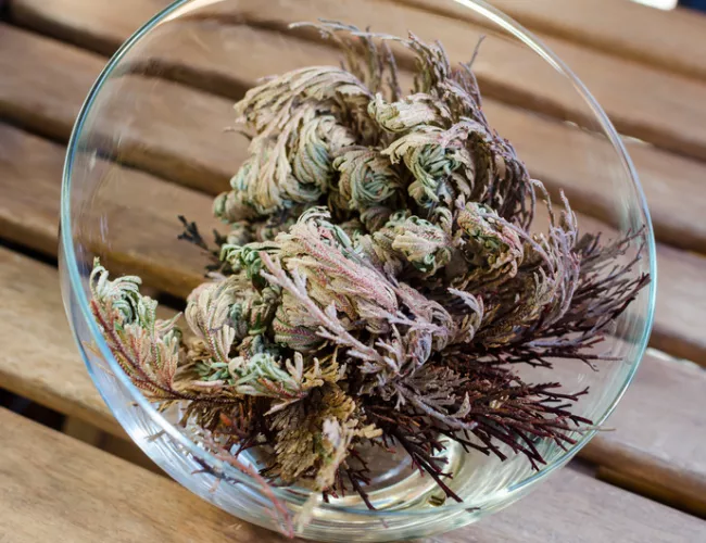 Rose Of Jericho kept in a bowl
