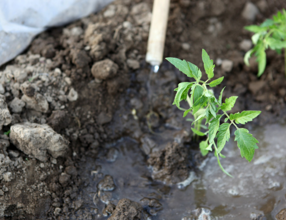 Leggy Tomato Seedling buried deeply into the soil and watered. 